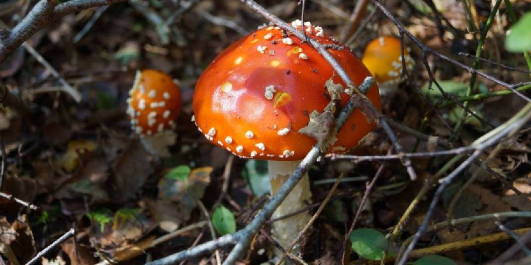 Ormandan mantar toplayanlar dikkat! Türkiye'deki zehirli mantarları ayırt etmenin altın kuralı ortaya çıktı 3